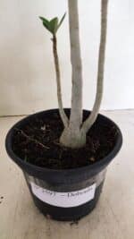 Planta Dobrada 3597 – 30cm – 03 anos - Imagem 7