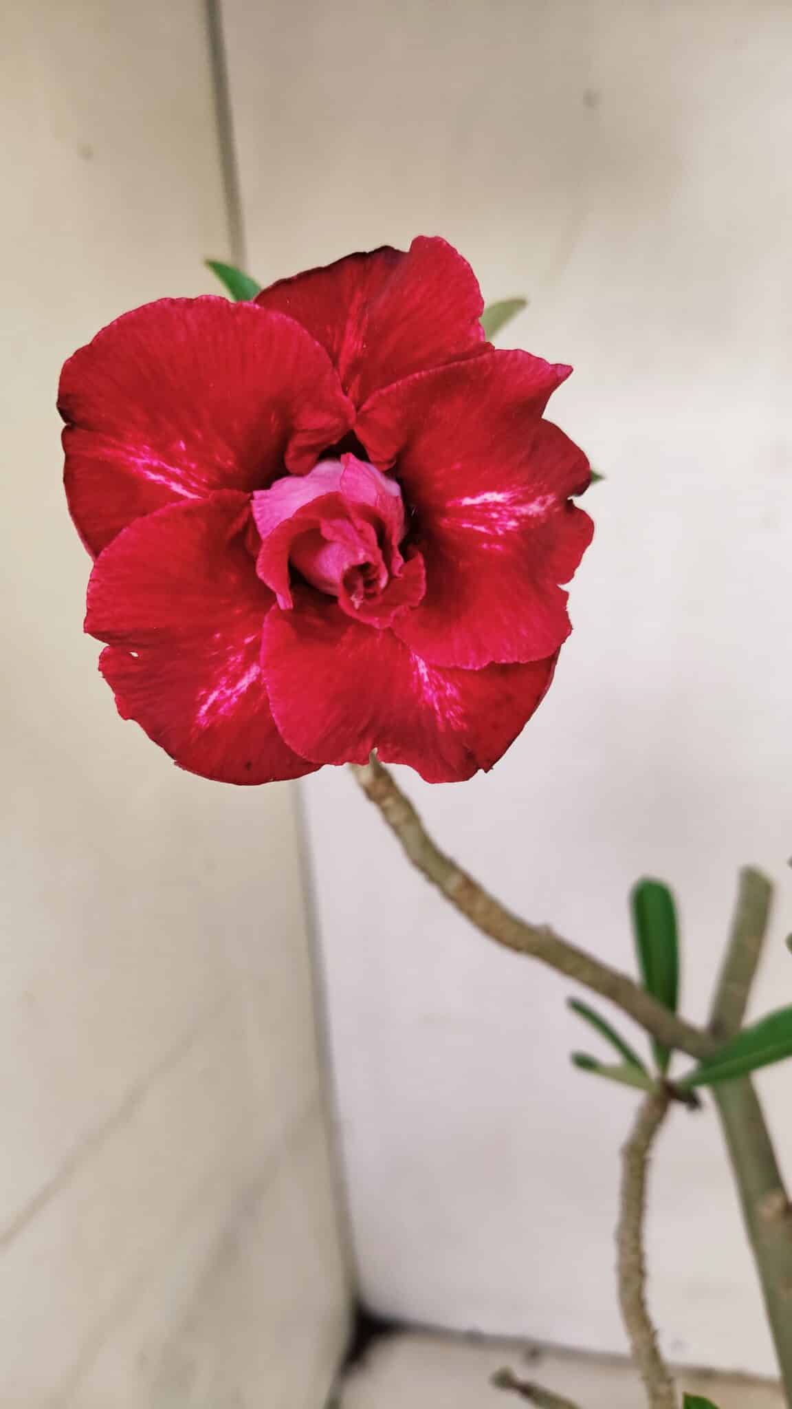 DOBRADA 3597 (3) Planta Dobrada 3597 – 35cm – 03 anos - Imagem 1
