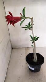 Planta Dobrada 3597 – 30cm – 03 anos - Imagem 6