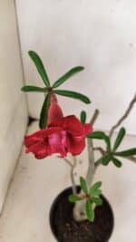 Planta Dobrada 3597 – 35cm – 03 anos - Imagem 4