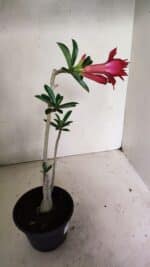 Planta Dobrada 3597 – 30cm – 03 anos - Imagem 5