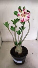 Planta Dobrada 3598 – 30cm – 03 anos - Imagem 2