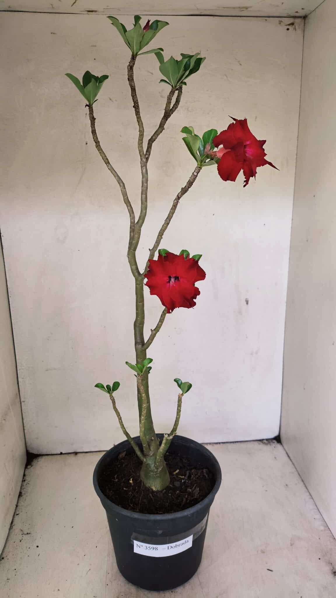 DOBRADA 3598 (1) Planta Dobrada 3598 – 45cm – 03 anos - Imagem 2