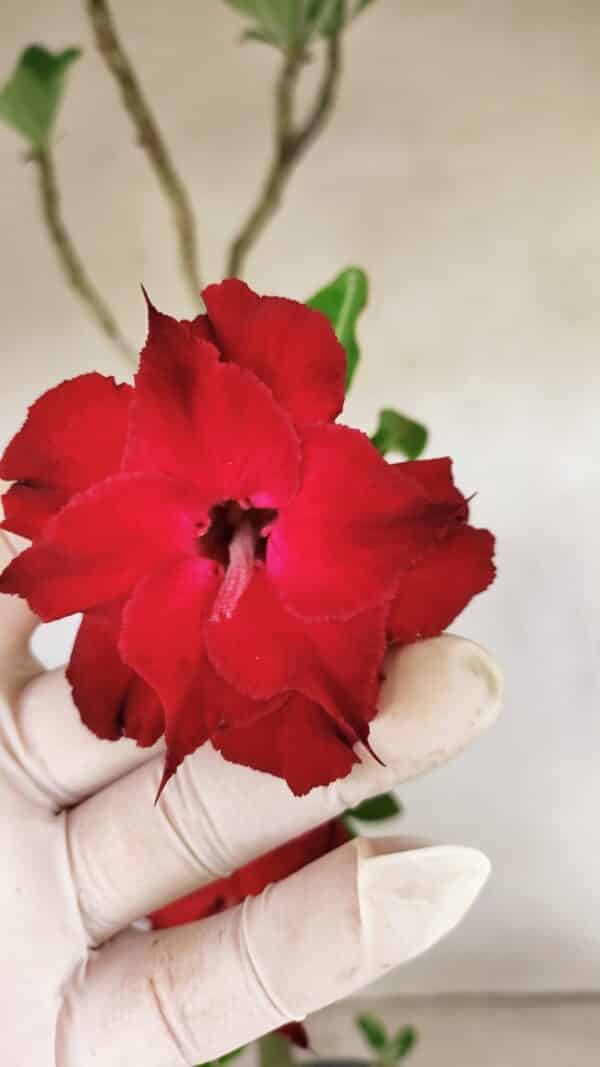 Planta Dobrada 3598 – 45cm – 03 anos - Imagem 1