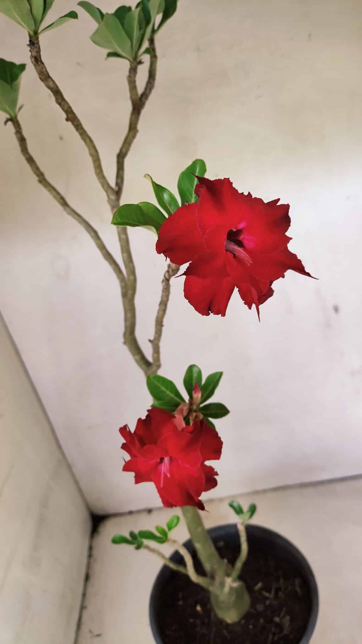 DOBRADA 3598 (4) Planta Dobrada 3598 – 45cm – 03 anos - Imagem 4