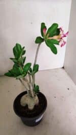 Planta Dobrada 3598 – 30cm – 03 anos - Imagem 7