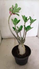 Planta Dobrada 3598 – 30cm – 03 anos - Imagem 6