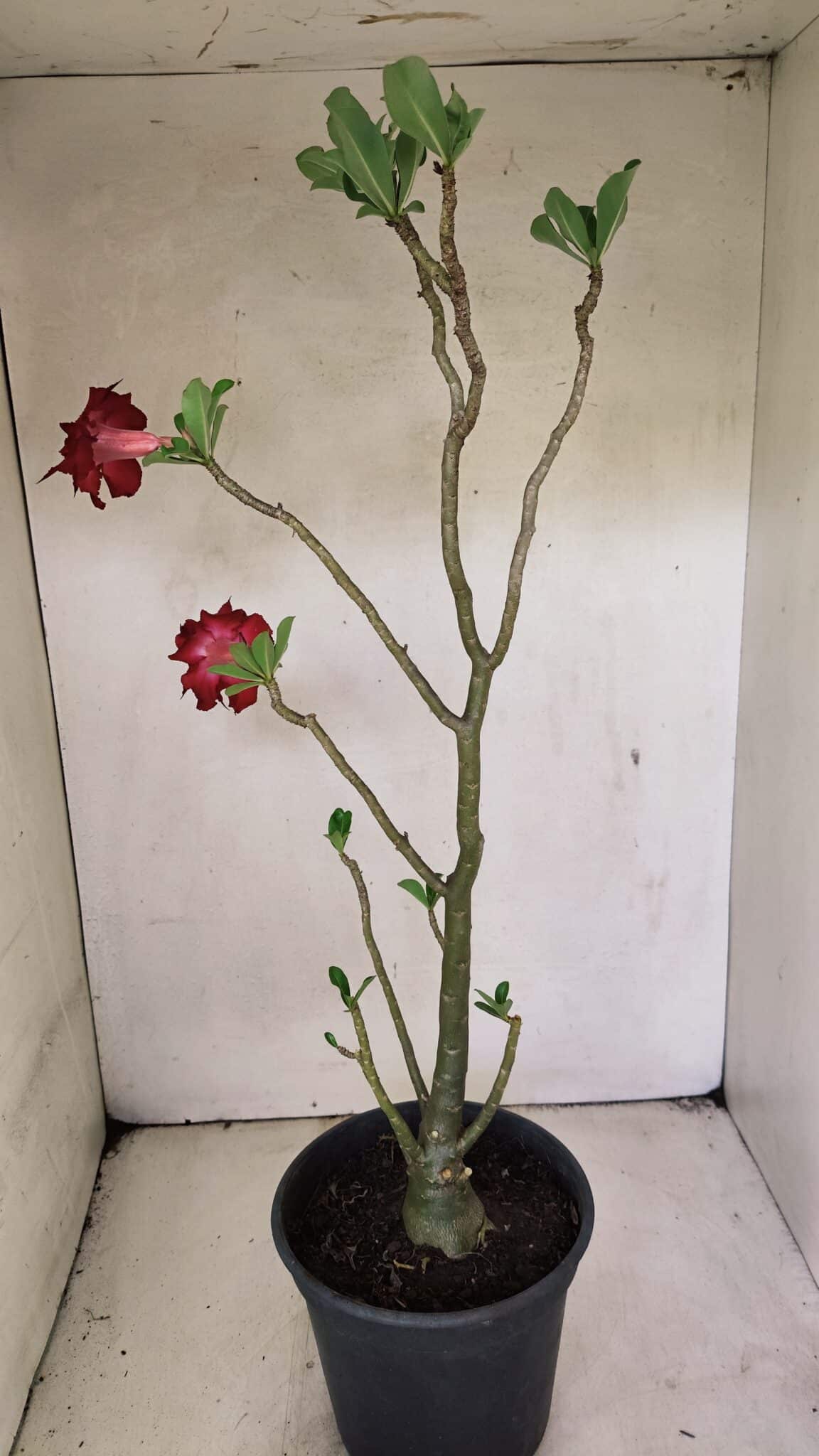 DOBRADA 3598 (6) Planta Dobrada 3598 – 45cm – 03 anos - Imagem 7