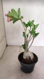 Planta Dobrada 3598 – 30cm – 03 anos - Imagem 5