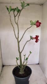 Planta Dobrada 3598 – 45cm – 03 anos - Imagem 6