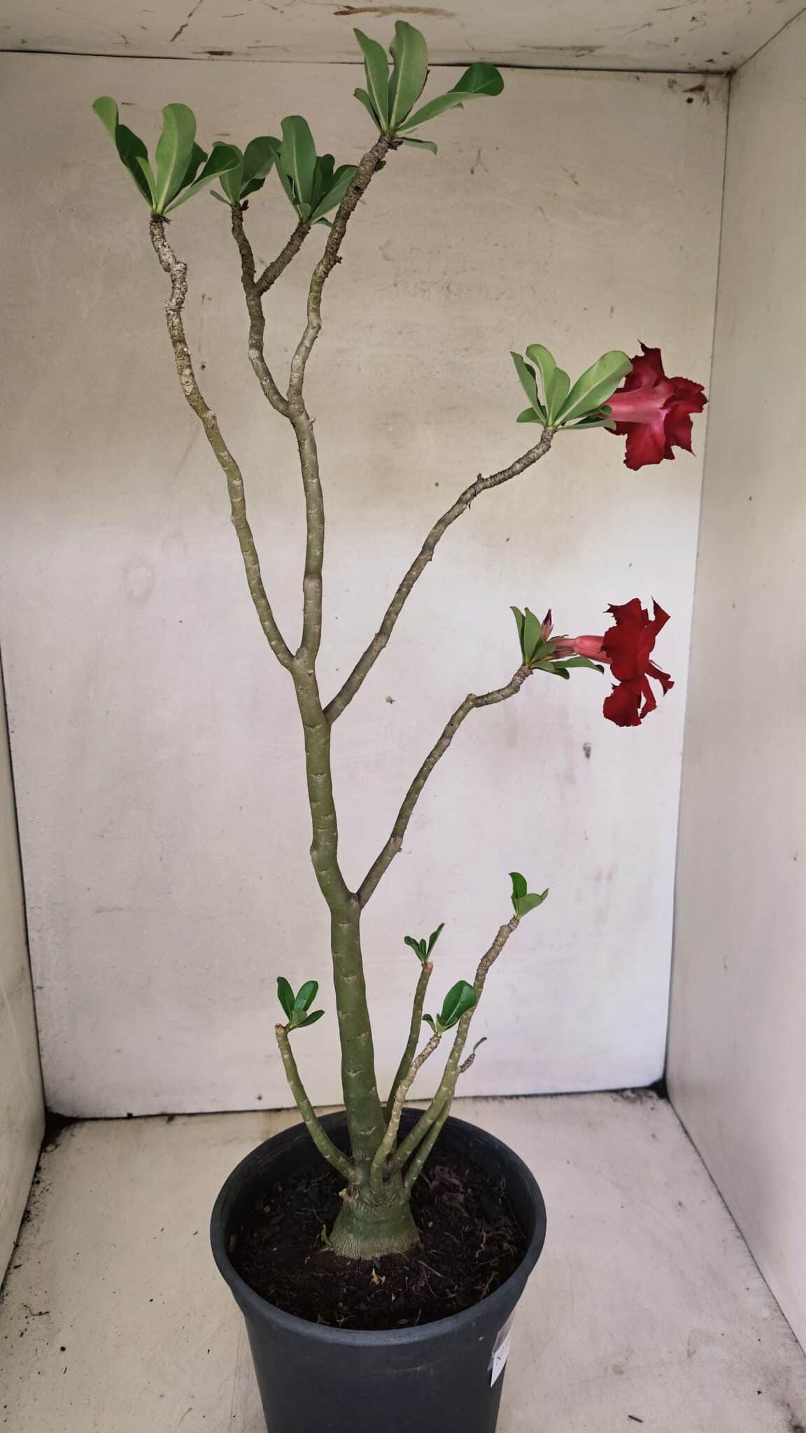 DOBRADA 3598 (7) Planta Dobrada 3598 – 45cm – 03 anos - Imagem 6