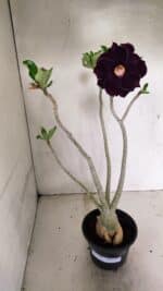 Planta Dobrada 3599 – 40cm – 03 anos