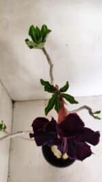 Planta Dobrada 3599 – 40cm – 03 anos - Imagem 4