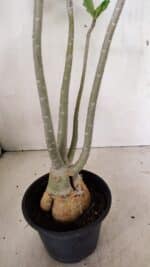 Planta Dobrada 3599 – 40cm – 03 anos - Imagem 6