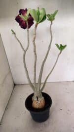 Planta Dobrada 3599 – 40cm – 03 anos - Imagem 5