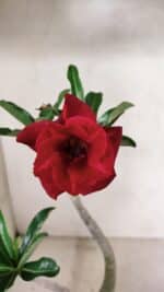 Planta Dobrada 3600 – 30cm – 03 anos