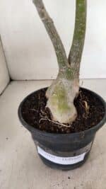 Planta Dobrada 3600 – 30cm – 03 anos - Imagem 8