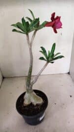 Planta Dobrada 3600 – 30cm – 03 anos - Imagem 6