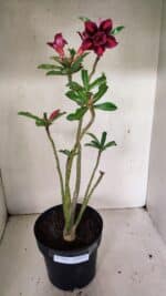 Planta Dobrada 3601 – 45cm – 03 anos - Imagem 2