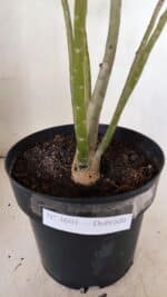 Planta Dobrada 3601 – 45cm – 03 anos - Imagem 7