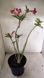 Planta Dobrada 3601 – 45cm – 03 anos - Imagem 6