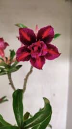 Planta Dobrada 3601 – 45cm – 03 anos