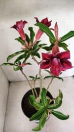 Planta Dobrada 3601 – 45cm – 03 anos - Imagem 4