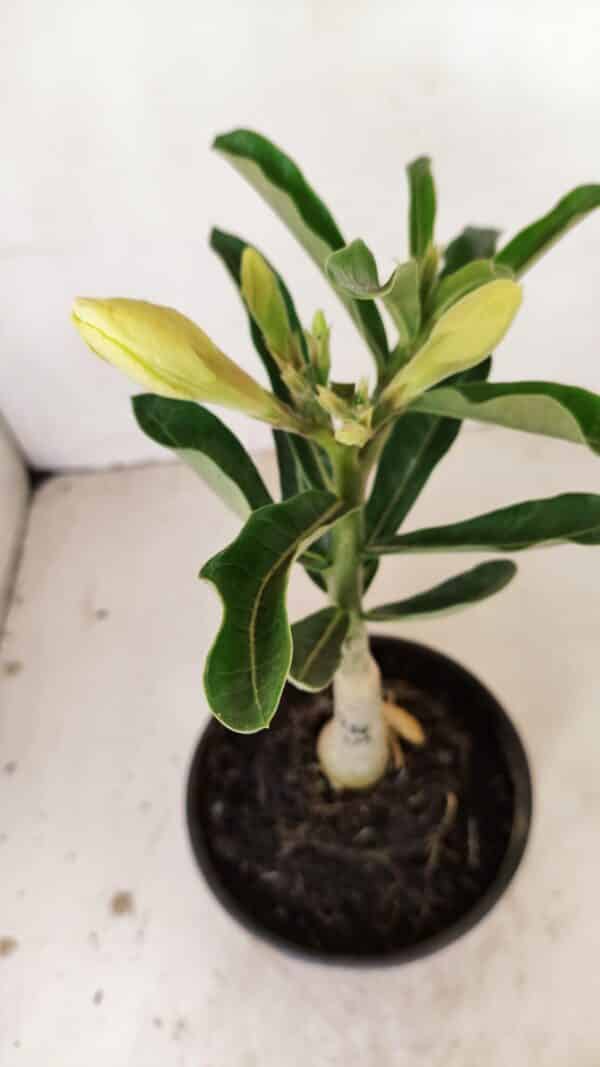 ENXERTO 12169 – 20cm (cor LM 436) - Imagem 3