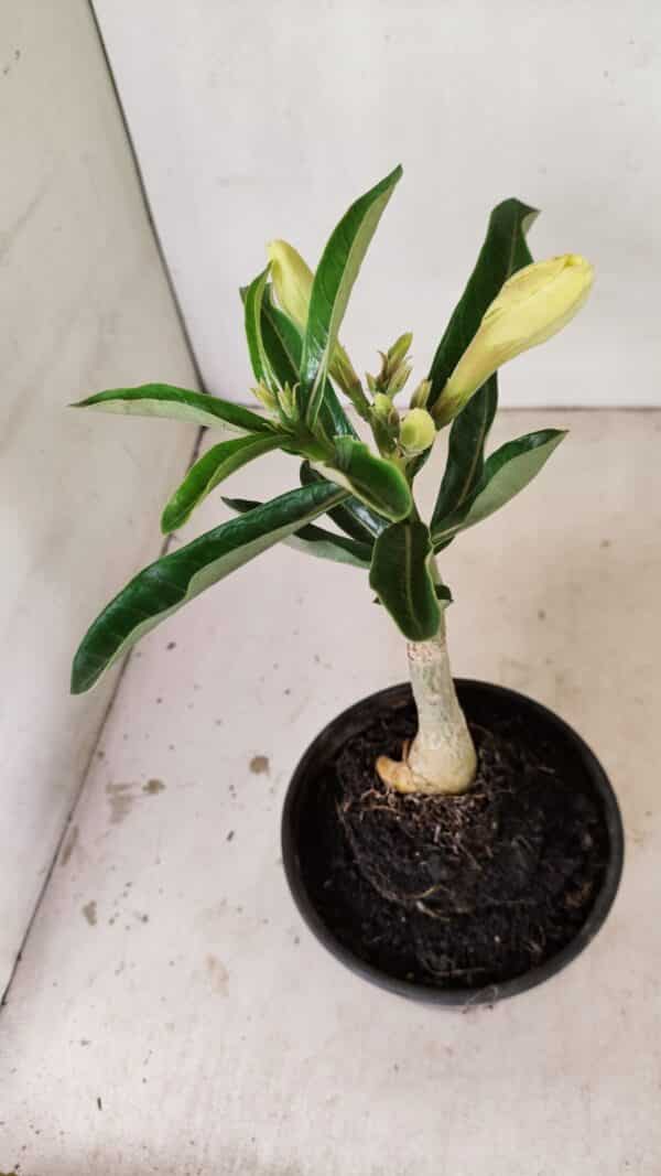 ENXERTO 12169 – 20cm (cor LM 436) - Imagem 6