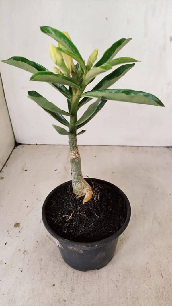 ENXERTO 12169 – 20cm (cor LM 436) - Imagem 5