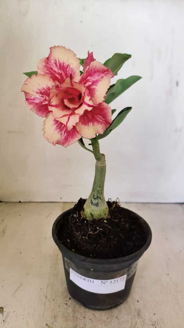 ENXERTO 12172 – 20cm (cor LM 402) - Imagem 2