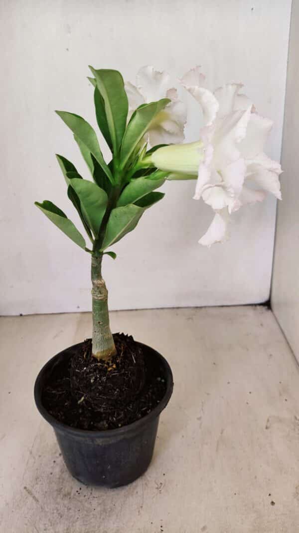 ENXERTO 12181 – 20cm (cor LM 615) - Imagem 6