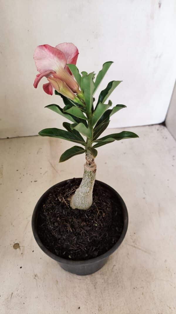 ENXERTO 12188 – 20cm (cor LM 481) - Imagem 5