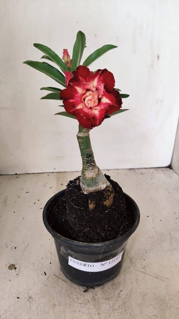 ENXERTO 12197 – 20cm (cor LM 725) - Imagem 2