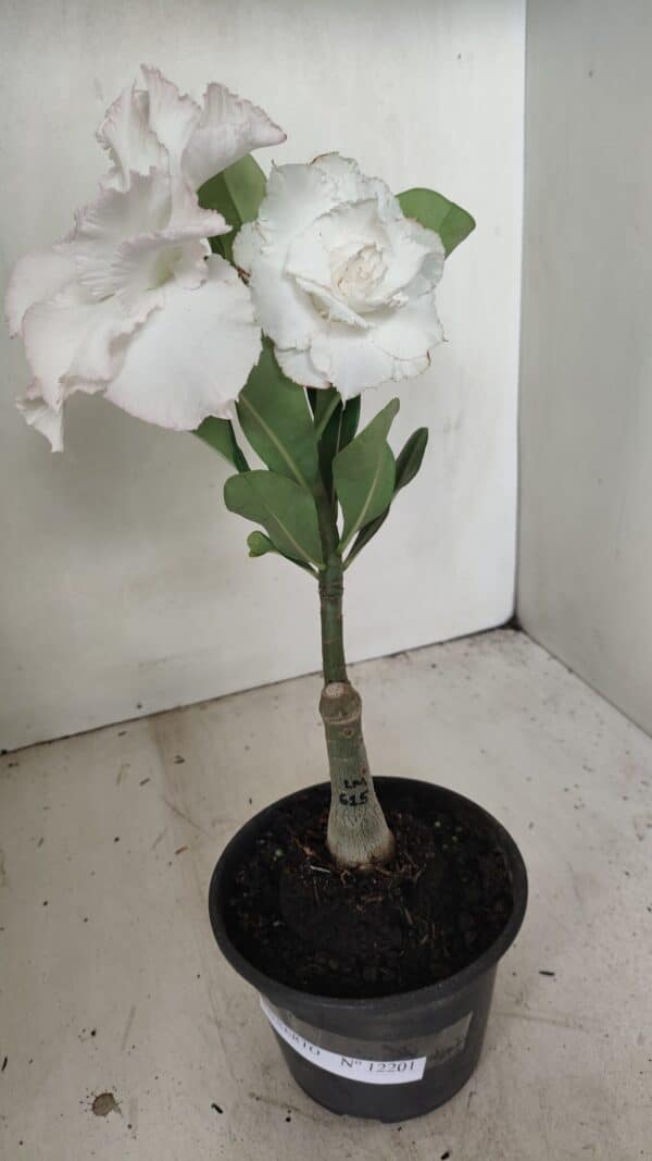 ENXERTO 12201 – 20cm (cor LM 615) - Imagem 8