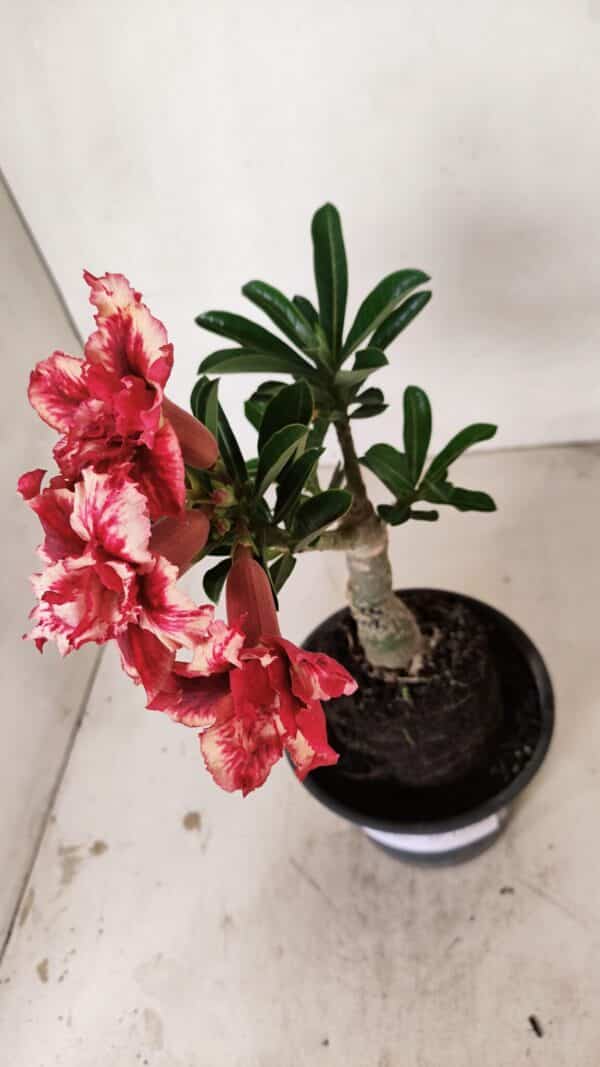 ENXERTO 12202 – 20cm (cor LM 969) - Imagem 4