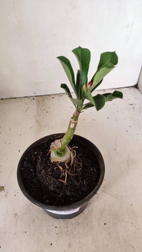 ENXERTO 12208 – 20cm (cor LM 442) - Imagem 3