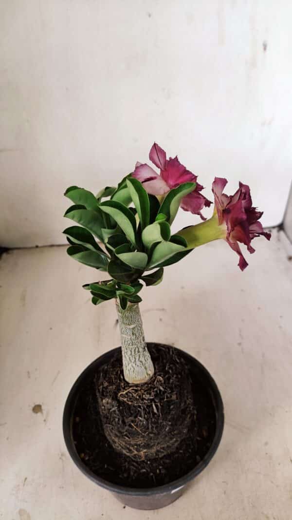 ENXERTO 12215 – 20cm (cor LM 149) - Imagem 6