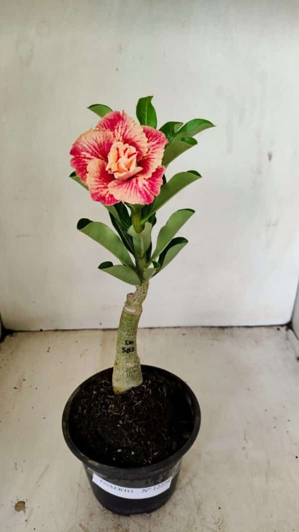 ENXERTO 12224 – 25cm (cor LM 582) - Imagem 2