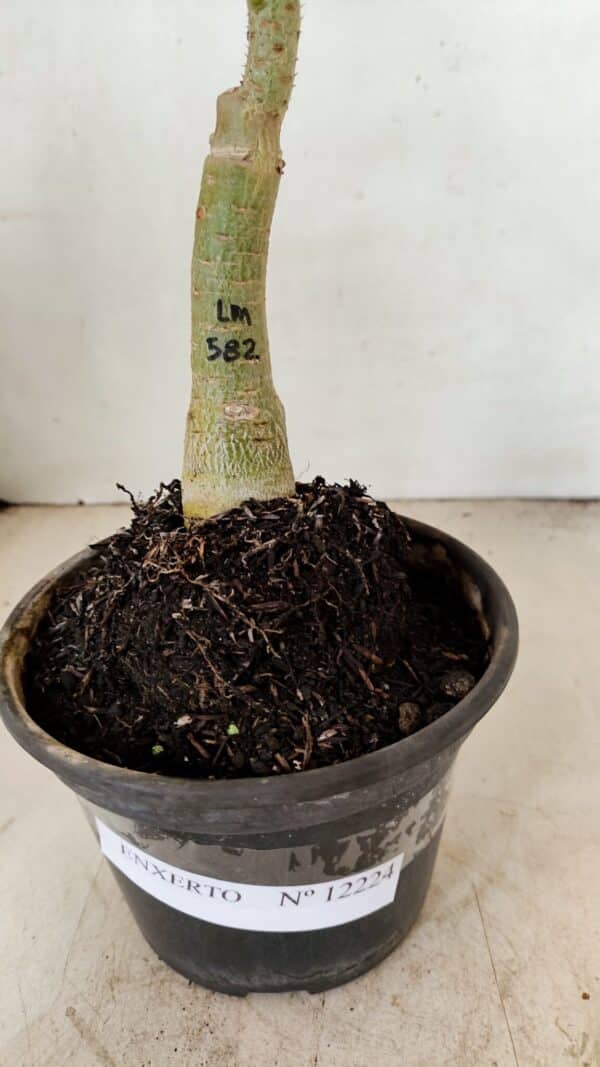 ENXERTO 12224 – 25cm (cor LM 582) - Imagem 7