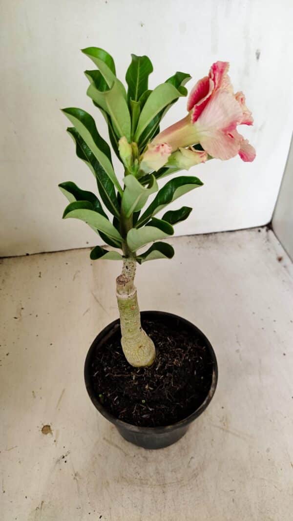 ENXERTO 12224 – 25cm (cor LM 582) - Imagem 6