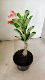 ENXERTO 12224 – 25cm (cor LM 582) - Imagem 5