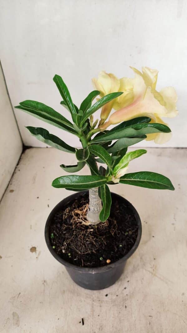 ENXERTO 12226 – 20cm (cor LM 436) - Imagem 6