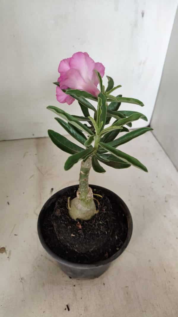 ENXERTO 12227 – 20cm (cor LM 04) - Imagem 6