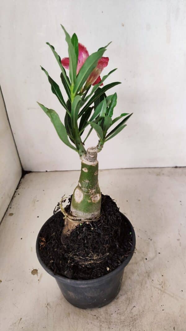 ENXERTO 12229 – 20cm (cor LM 1007) - Imagem 5