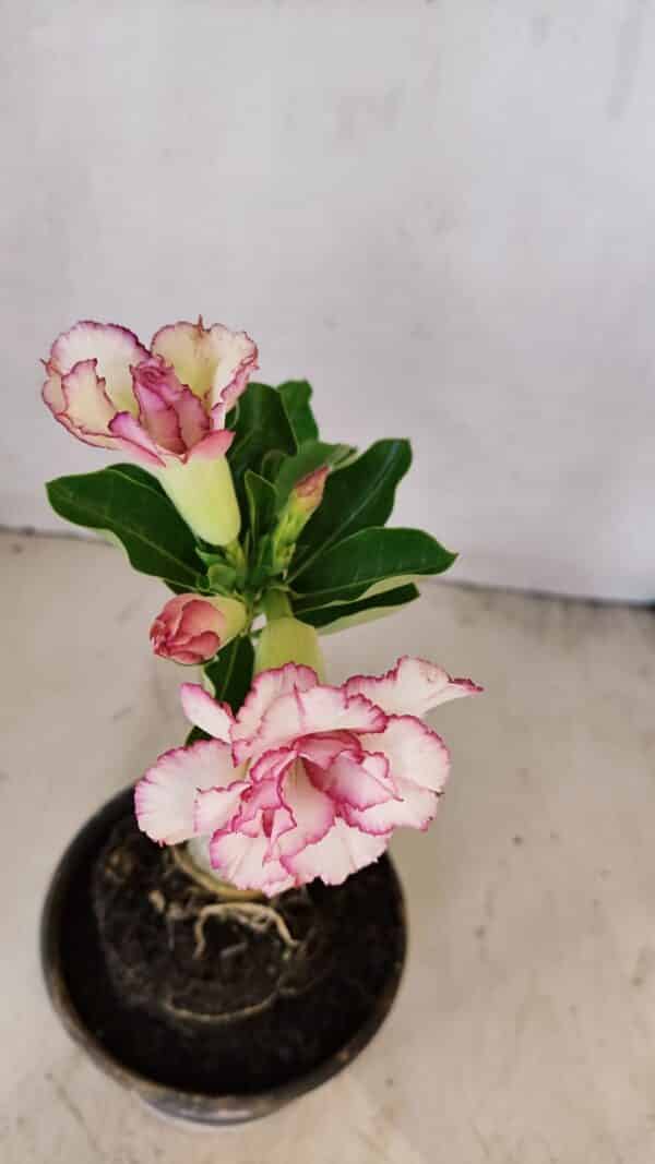 ENXERTO 12231 – 20cm (cor LM 543) - Imagem 4