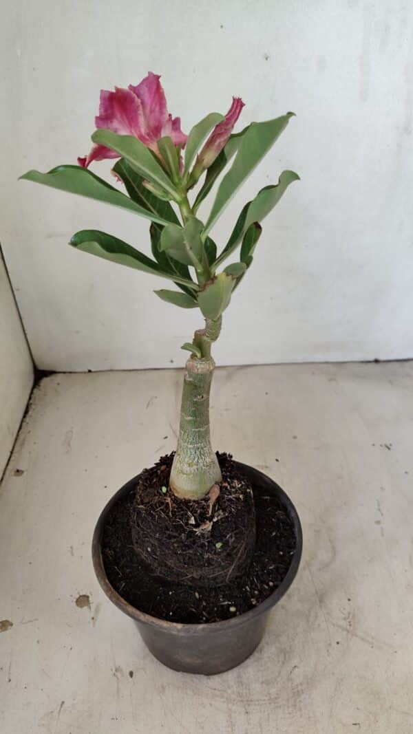 ENXERTO 12238 – 20cm (cor LM 887) - Imagem 5