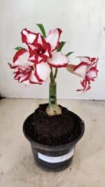ENXERTO 12242 – 20cm (cor LM 797) Id: FERRARI - Imagem 2