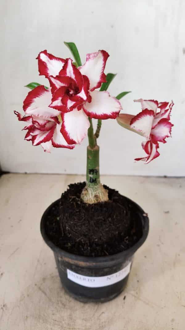 ENXERTO 12242 – 20cm (cor LM 797) Id: FERRARI - Imagem 2