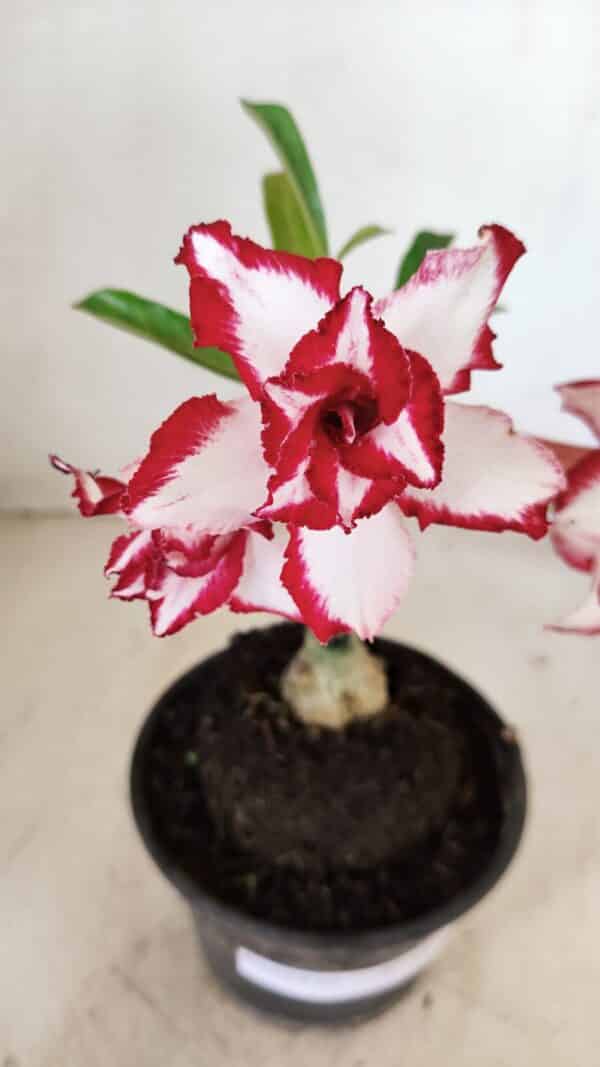 ENXERTO 12242 – 20cm (cor LM 797) Id: FERRARI - Imagem 1